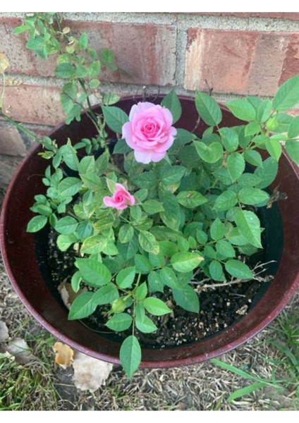 Videolu Isparta Pembe Yediveren Kokulu 30-60 cm 10 Adet Saksılı/tüplü Aşılı Güller Isparta Rose