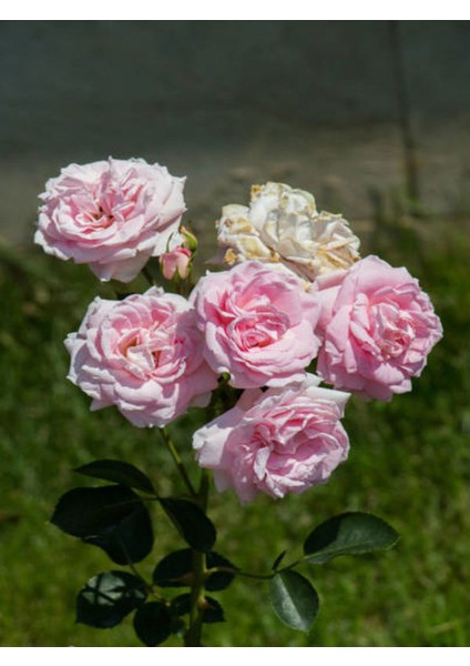 Videolu Yediveren Kırmızı ve Pembe Renkli (40 60 Cm) 2 Adet Saksılı Aşılı Gül Red And Pink Rose