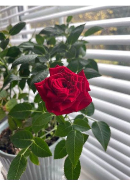 Videolu Yediveren Kırmızı ve Pembe Renkli (40 60 Cm) 2 Adet Saksılı Aşılı Gül Red And Pink Rose