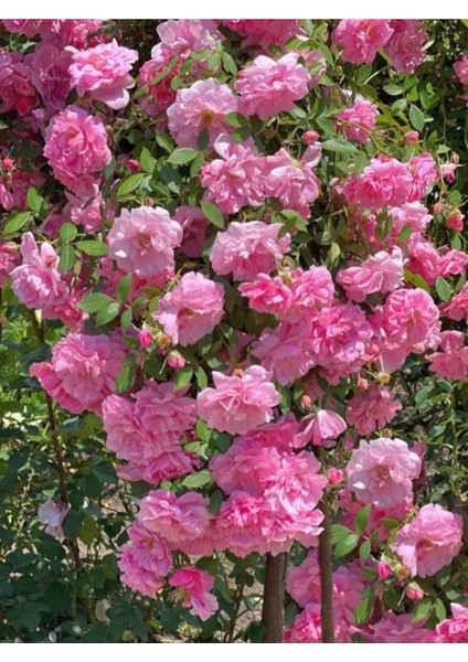 Videolu Sarmaşık Gül Pembe Renkli Kokulu (60 80 Cm) 3 Adet Aşılı Gül Pink Rose