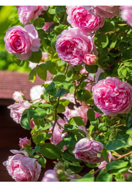 Videolu Sarmaşık Gül Pembe Renkli Kokulu (60 80 Cm) 3 Adet Aşılı Gül Pink Rose