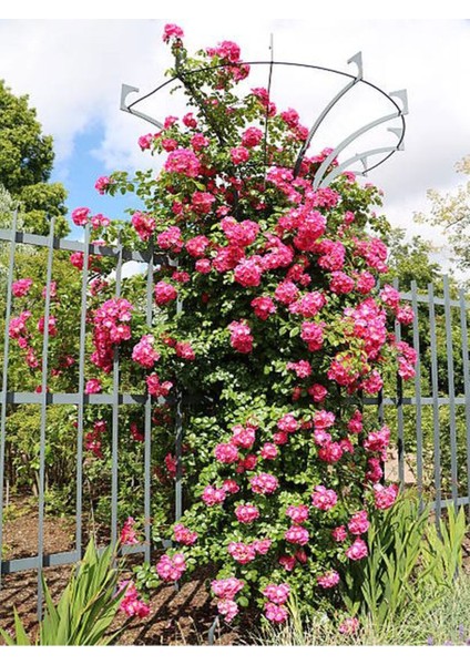 Videolu Sarmaşık Gül Pembe Renkli Kokulu (60 80 Cm) 3 Adet Aşılı Gül Pink Rose