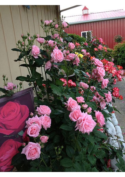 Videolu Sarmaşık Gül Pembe Renkli Kokulu (60 80 Cm) 3 Adet Aşılı Gül Pink Rose