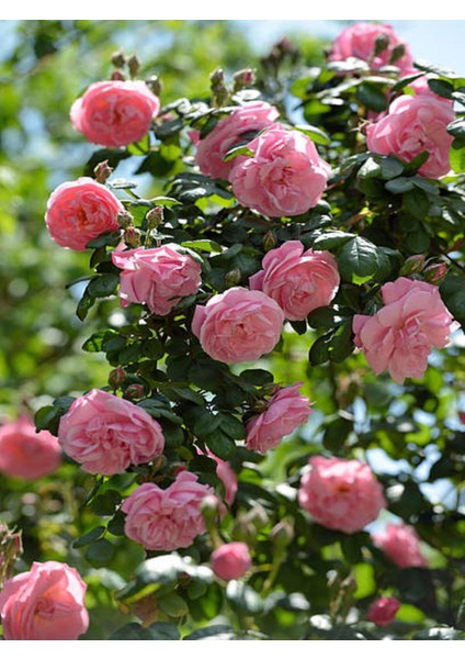 Videolu Sarmaşık Gül Pembe Renkli Kokulu (60 80 Cm) 3 Adet Aşılı Gül Pink Rose