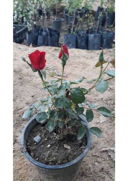 Videolu Yediveren Canlı Kırmızı Renkli (40 55 Cm) 1 Adet Aşılı Gül Red Rose