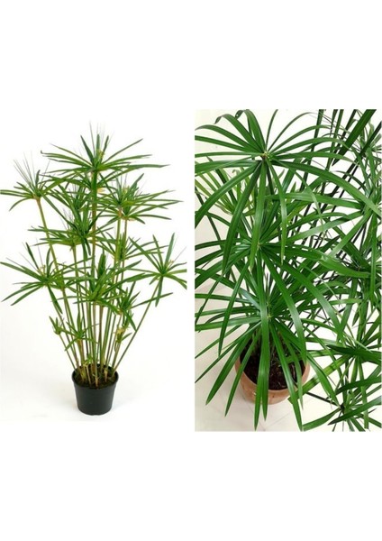 Japon Şemsiyesi Çiçeği – Cyperus Alternifolius Saksılı 50 - 70 cm