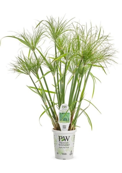 Japon Şemsiyesi Çiçeği – Cyperus Alternifolius Saksılı 50 - 70 cm