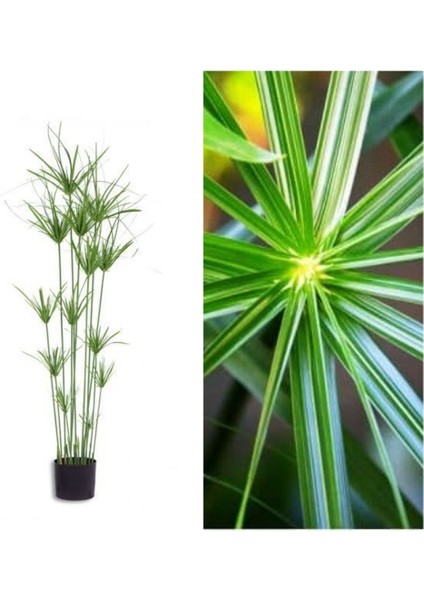 Japon Şemsiyesi Çiçeği – Cyperus Alternifolius Saksılı 50 - 70 cm