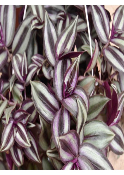 Videolu 1 Adet Bordo Telgraf Çiçeği 5-15 cm Saksılı Çiçekli Bodur Bitkiler Tradescantia fiyatları
