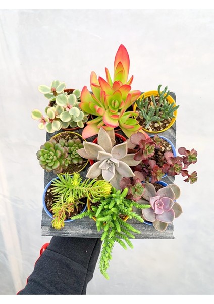 9 Adet Farklı Renkli Özel Çeşit Sukulent 5.5 cm Saksıda