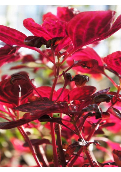 Videolu 1 Adet Çingene Şalvarı Çiçeği 5-15 cm Saksılı Çiçekli Bodur Bitkiler Iresine Herbstii modelleri