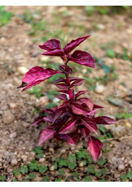 Videolu 1 Adet Çingene Şalvarı Çiçeği 5-15 cm Saksılı Çiçekli Bodur Bitkiler Iresine Herbstii fırsatları