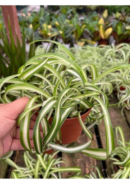 Videolu 1 Adet Kurdele Çiçeği 20-30 cm Saksılı Çiçekli Bodur Bitkiler (Chlorophytum Comosum) fırsatları