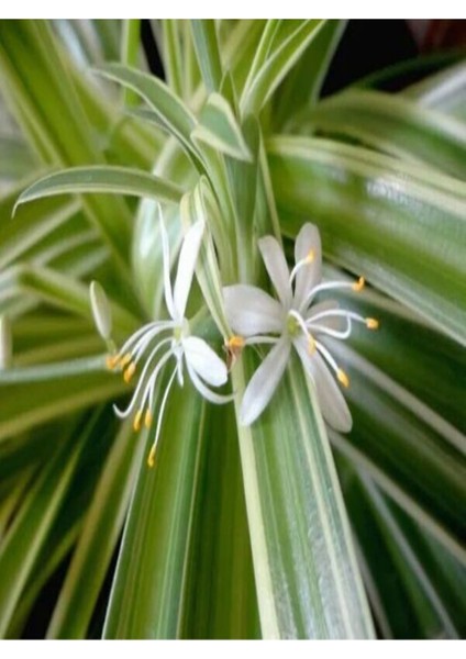 Videolu 1 Adet Kurdele Çiçeği 20-30 cm Saksılı Çiçekli Bodur Bitkiler (Chlorophytum Comosum)