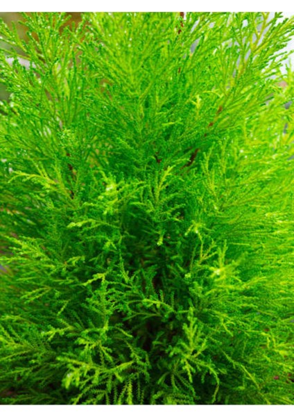 Videolu Kokulu Limon Çamı Limoni Servi (40 50 Cm)1 Adet Saksılı Dış Mekan Ağaç Cupressus Macrocarpa fiyatları