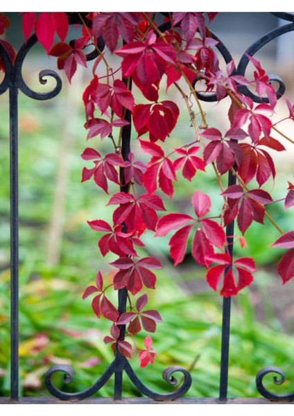 Videolu Amerikan Sarmaşığı (50 60 Cm) 1 Adet Saksılı Dış Mekan Parthenocissus Guinquefolia