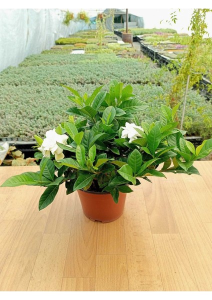 Gardenya Çiçeği Kokulu ve Formlu Gardenia Jasminoides 16 cm Saksıda Ev Ofis Salon Bitkisi