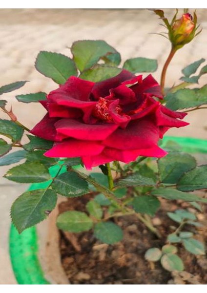Videolu Yediveren Canlı Kırmızı Renkli (40 55 Cm) 1 Adet Aşılı Gül Red Rose