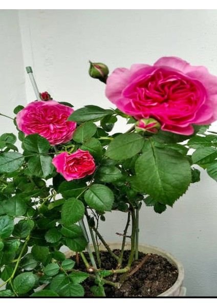 Videolu Yediveren Kokulu Pembe Renkli (20 40 Cm)2 Adet Aşılı Gül Pink Rose
