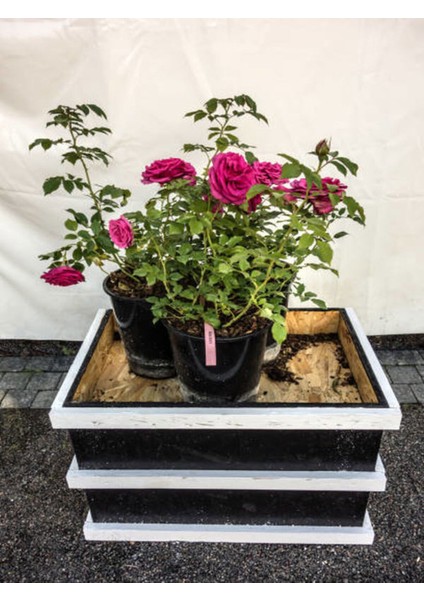 Videolu Yediveren Kokulu Pembe Renkli (20 40 Cm)2 Adet Aşılı Gül Pink Rose