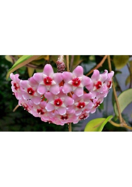 Mum Çiçeği Fidesi Köklenmiş Hoya Pembe (Saksılı 10--15CM)