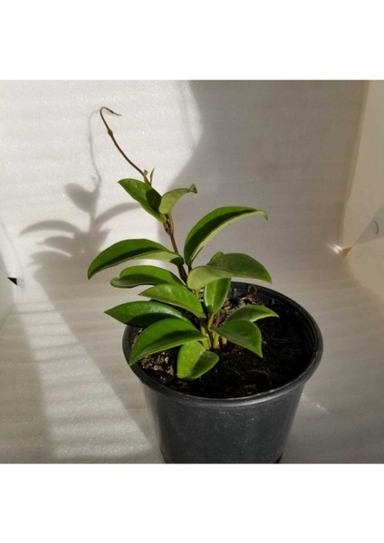 Mum Çiçeği Fidesi Köklenmiş Hoya Pembe (Saksılı 10--15CM) fiyatları