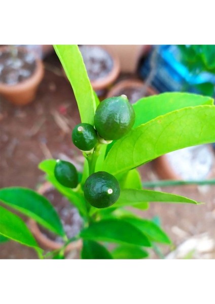 Limon Ağacı Fidanı Saksılı Bodur Yediveren Mayer