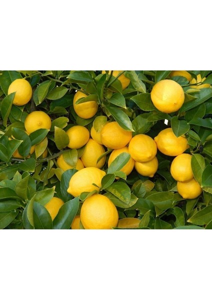 Ev Içerisinde Saksı Yetiştiriciliğine Uygun Yediveren Limon Fidanı