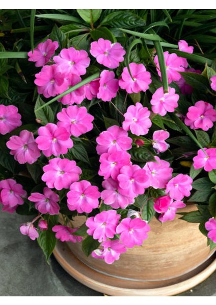 Videolu Pembe Cam Güzeli (10 30 Cm)1 Adet Saksılı/ Tüplü Çiçekli Bodur Bitki Impatiens Walleriana