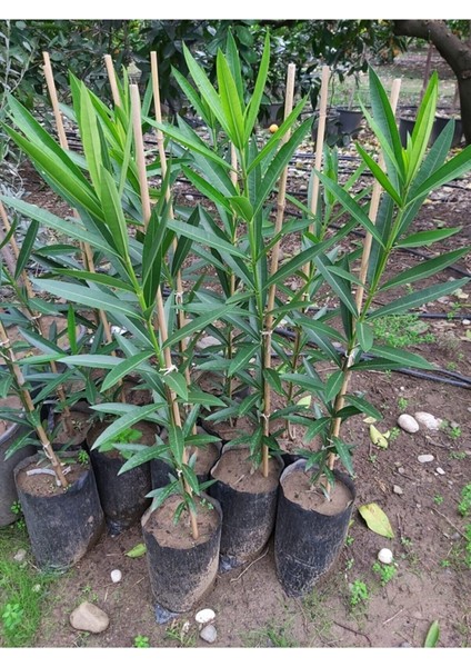 Videolu Pembe Zakkum (40 60 Cm)1 Adet Saksılı/ Tüplü Dış Mekan Bitkisi Nerium Oleander