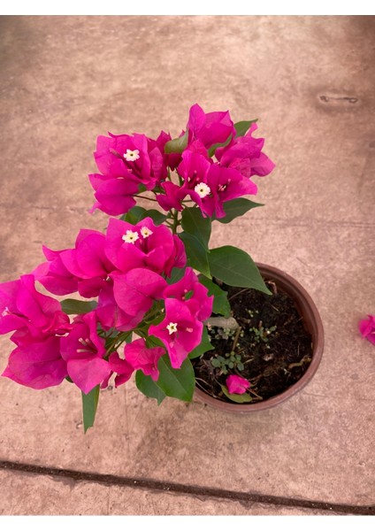 Bodur Begonvil fiyatları