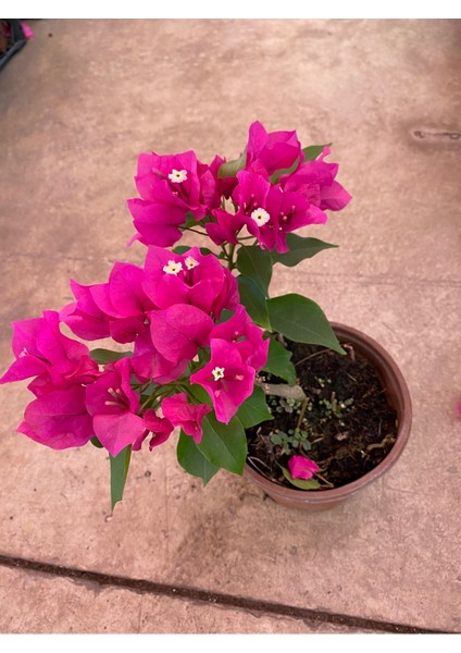 Bodur Begonvil modelleri