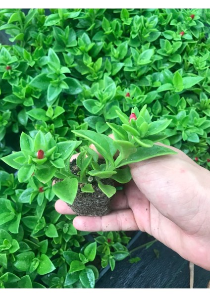 Buz Çiçeği Fidesi 48 Adet Yer Örtücü Bitki