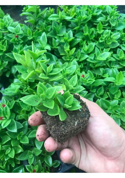 Buz Çiçeği Fidesi 48 Adet Yer Örtücü Bitki fiyatları