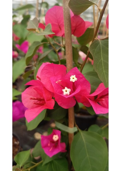 Sarmaşık Begonvil Çiçeği - Mercan Rengi Sarılıcı Begonvil- 40/50 cm Bougainvillea