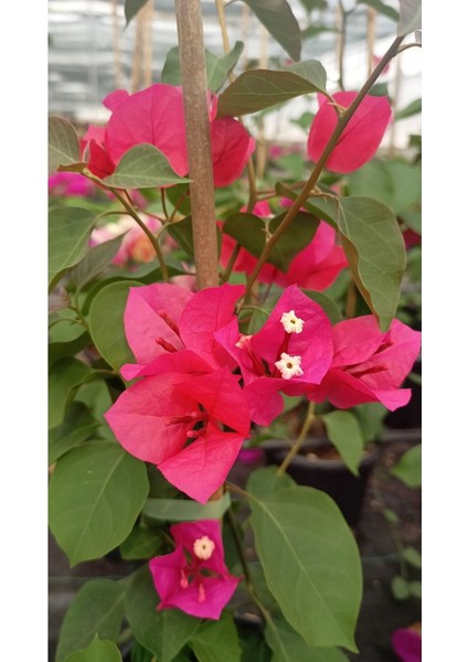 Sarmaşık Begonvil Çiçeği - Mercan Rengi Sarılıcı Begonvil- 40/50 cm Bougainvillea fiyatları