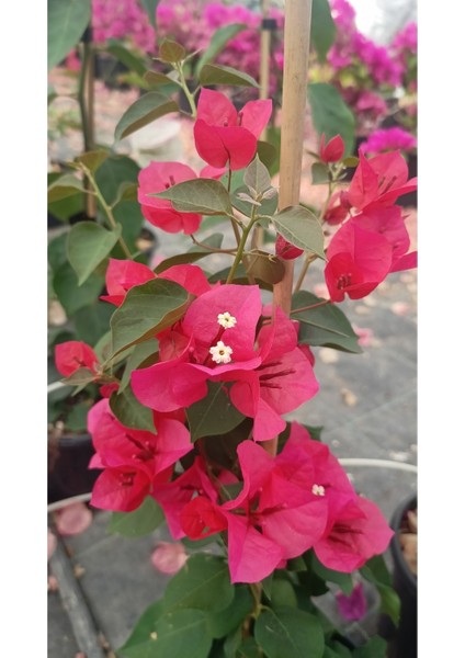 Sarmaşık Begonvil Çiçeği - Mercan Rengi Sarılıcı Begonvil- 40/50 cm Bougainvillea modelleri