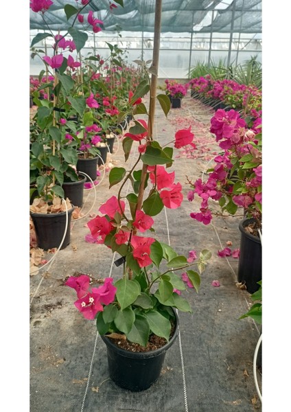 Sarmaşık Begonvil Çiçeği - Mercan Rengi Sarılıcı Begonvil- 40/50 cm Bougainvillea indirimleri