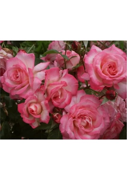 Videolu Sarmaşık Gül Fidanı Açık Pembe Renkli (90 140 Cm)1 Adet Tüplü Aşılı Gül Pink Rose