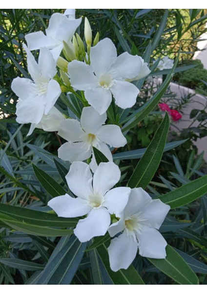 Videolu Beyaz Zakkum Çiçeği (50 70 Cm)1 Adet Saksılı Çiçekli Bahçe Balkon Bitkisi Nerium Oleander