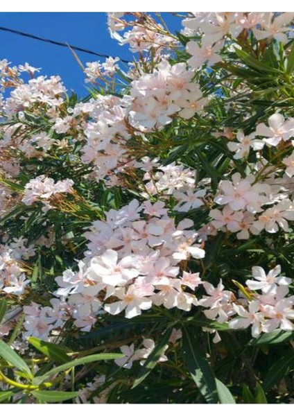 Videolu Beyaz Zakkum Çiçeği (50 70 Cm)1 Adet Saksılı Çiçekli Bahçe Balkon Bitkisi Nerium Oleander