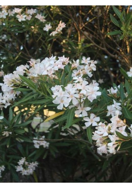 Videolu Beyaz Zakkum Çiçeği (50 70 Cm)1 Adet Saksılı Çiçekli Bahçe Balkon Bitkisi Nerium Oleander