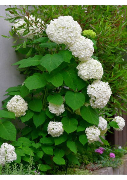 Videolu Beyaz Ortanca (80 100 Cm) Saksılı Çiçekli Dış Mekan Bitkisi Hydrangea Macrophylla