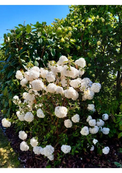 Videolu Beyaz Ortanca (80 100 Cm) Saksılı Çiçekli Dış Mekan Bitkisi Hydrangea Macrophylla