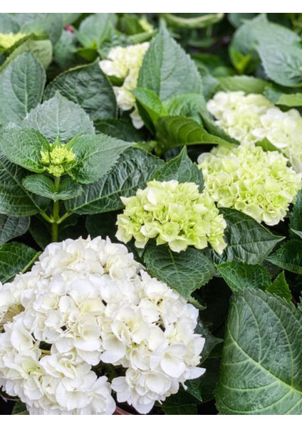 Videolu Beyaz Ortanca (80 100 Cm) Saksılı Çiçekli Dış Mekan Bitkisi Hydrangea Macrophylla