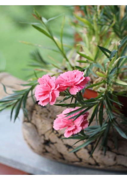 Videolu Pembe Karanfil (15-30Cm)1 Adet Saksılı/ Tüplü Çiçekli Bodur Bitki Dianthus Caryophyllus