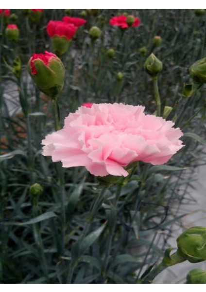 Videolu Pembe Karanfil (15-30Cm)1 Adet Saksılı/ Tüplü Çiçekli Bodur Bitki Dianthus Caryophyllus