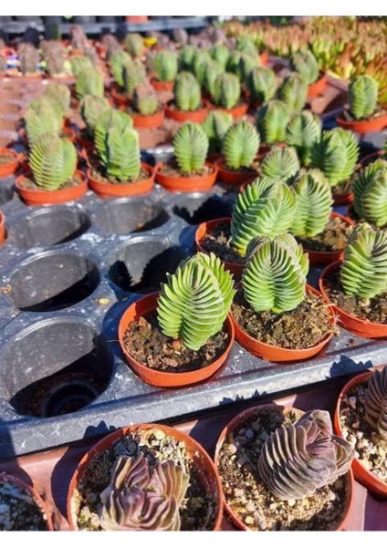 Buda Sukulent Crassula Buddha's Temple Özel Tür