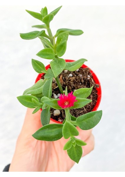 Videolu 1 Adet Pembe Buz Çiçeği (Yer Örtücü) 5-15 cm Tüplü Çiçekli Bodur Bitkiler Mesembryanthemum