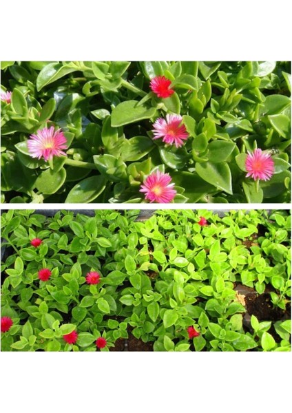 Videolu 1 Adet Pembe Buz Çiçeği (Yer Örtücü) 5-15 cm Tüplü Çiçekli Bodur Bitkiler Mesembryanthemum fiyatları